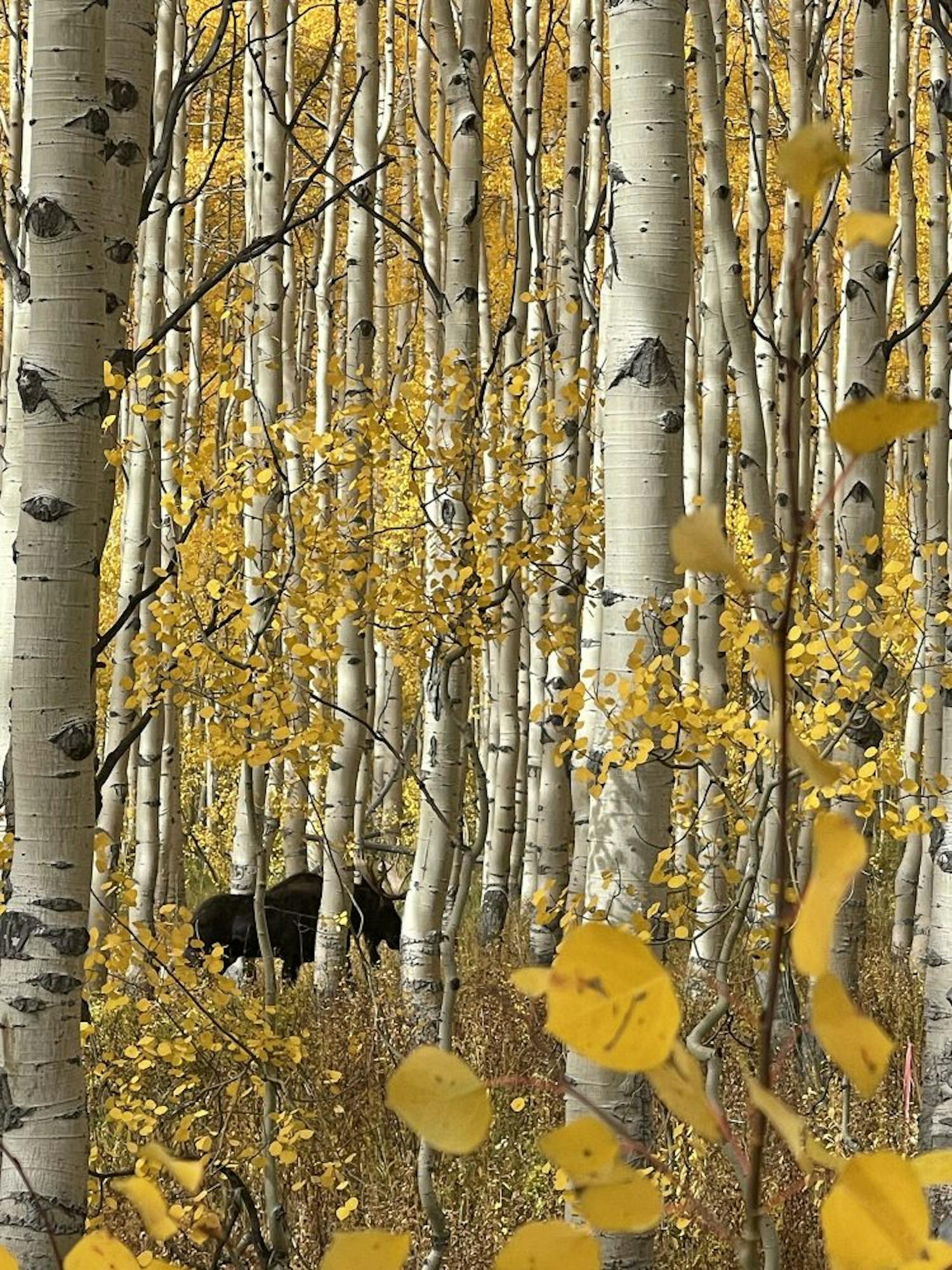 Moose in Aspen Hirvi koivumetsässä